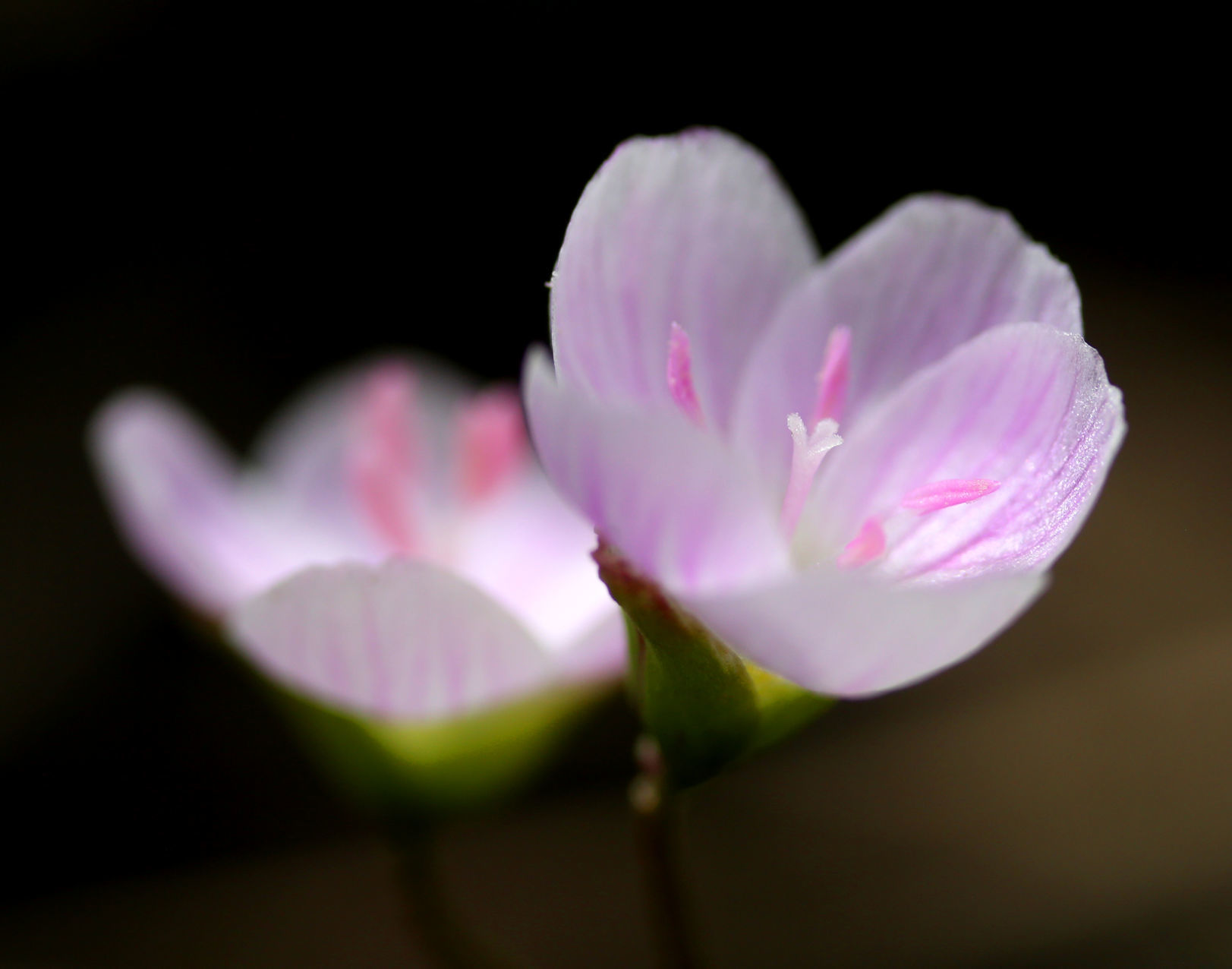 APRIL'S RARE CAPRICIOUS LOVELINESS